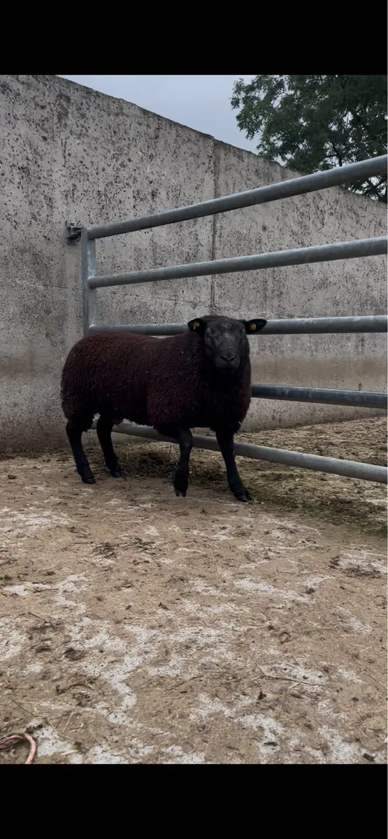 Ram lambs - Image 3