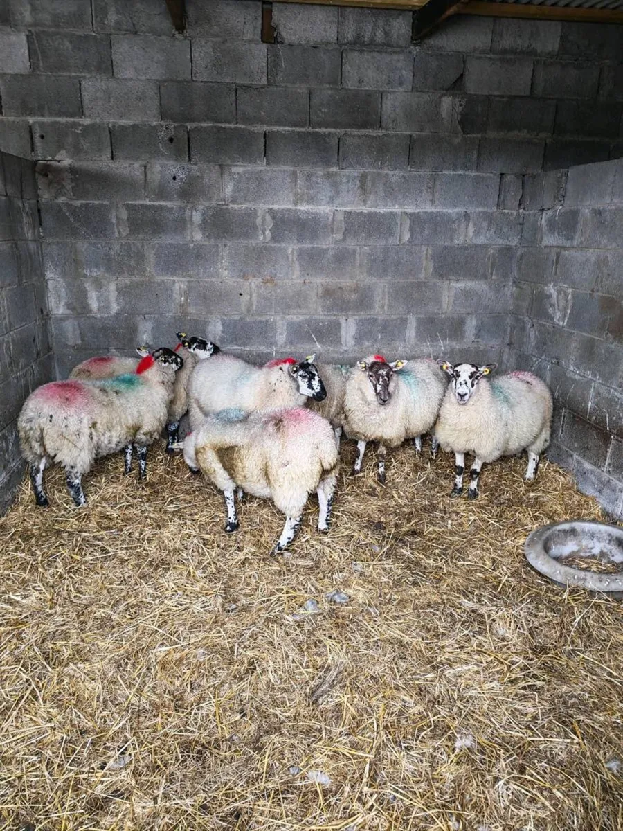 Brockie ewe lambs - Image 1