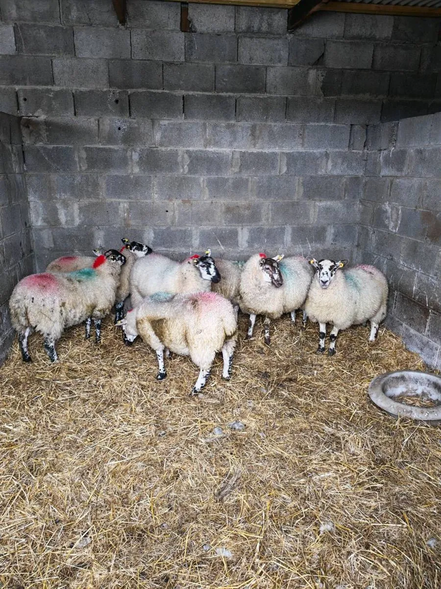 Brockie ewe lambs - Image 2