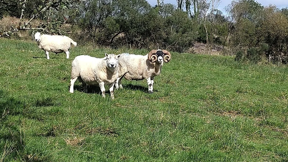 Selection of Rams - Image 1