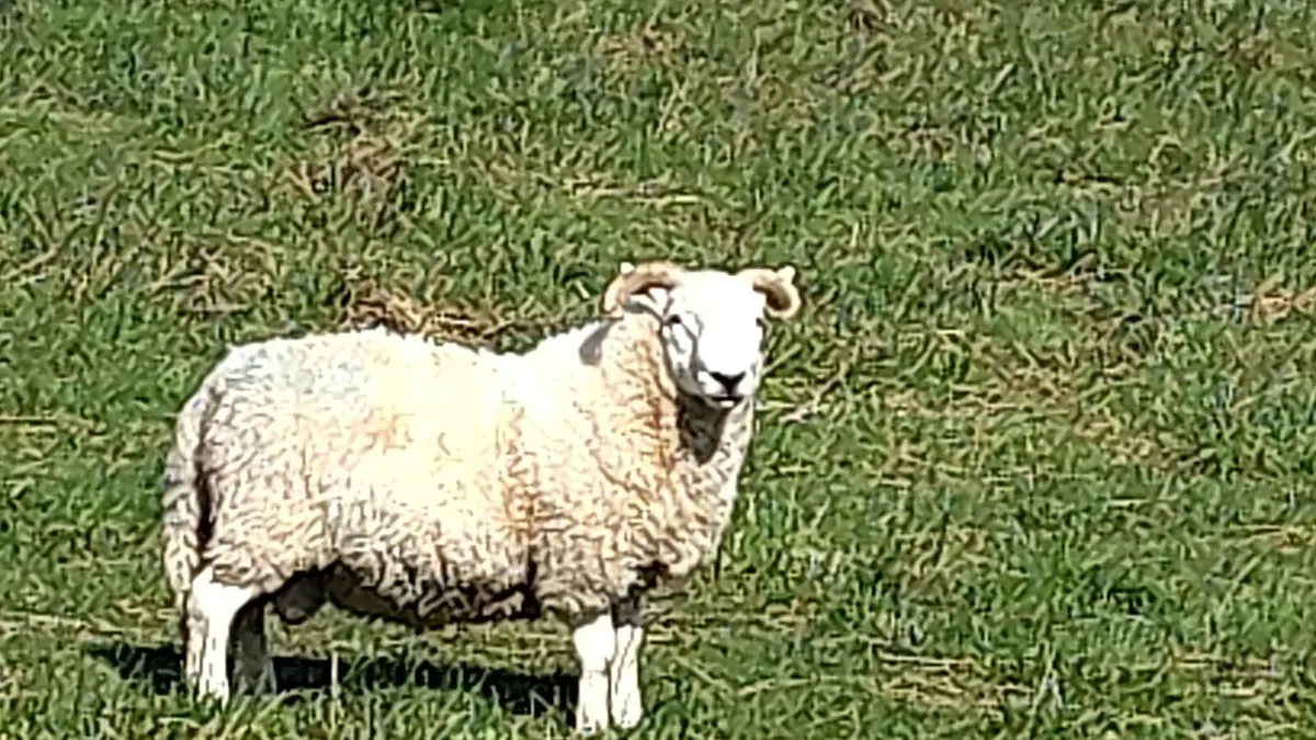 Selection of Rams - Image 2