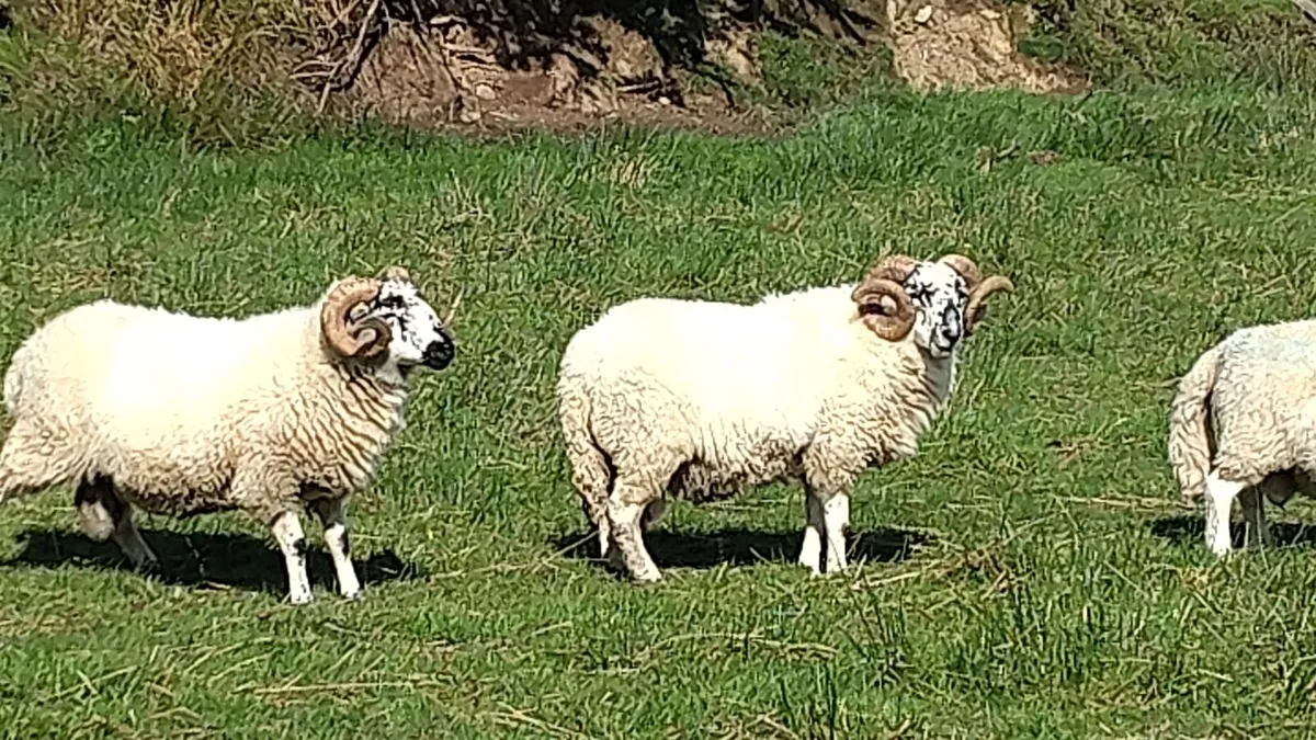 Selection of Rams - Image 4