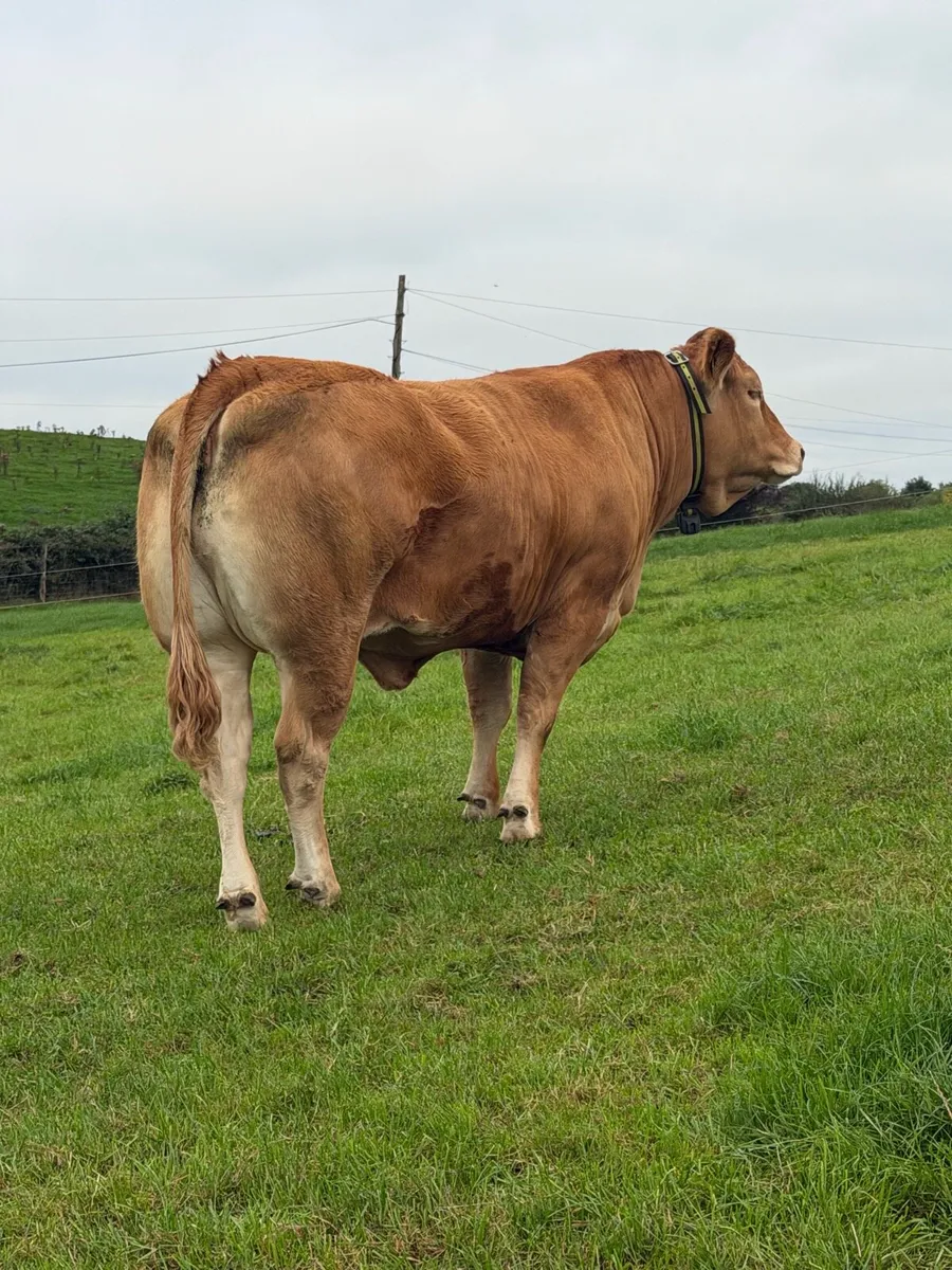 Pedigree Limousin Heifer - Image 1