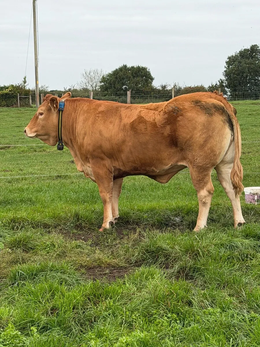 Pedigree Limousin Heifer - Image 2