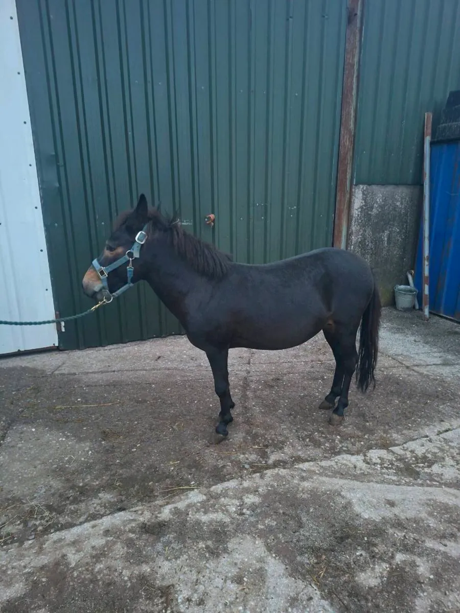Pony mule