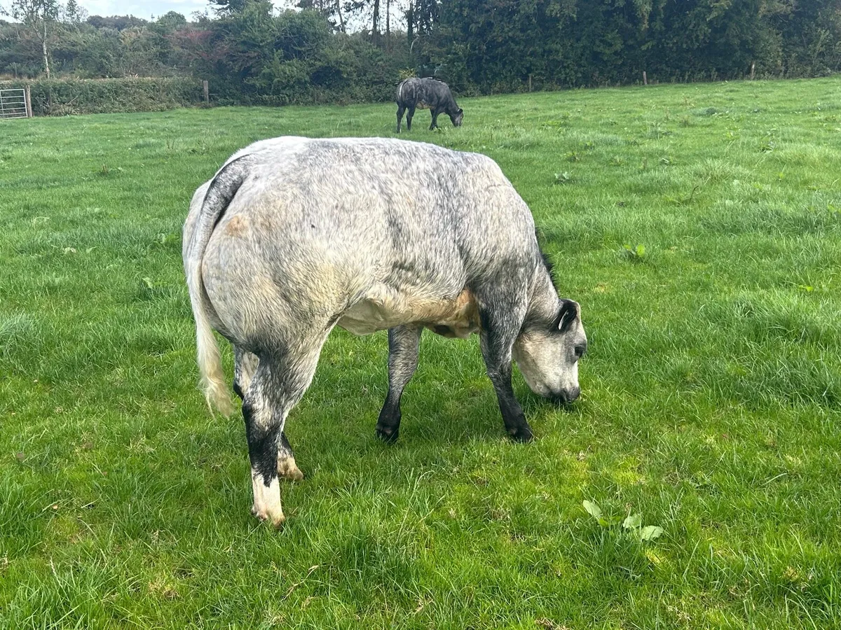 Belgium blue heifers - Image 3