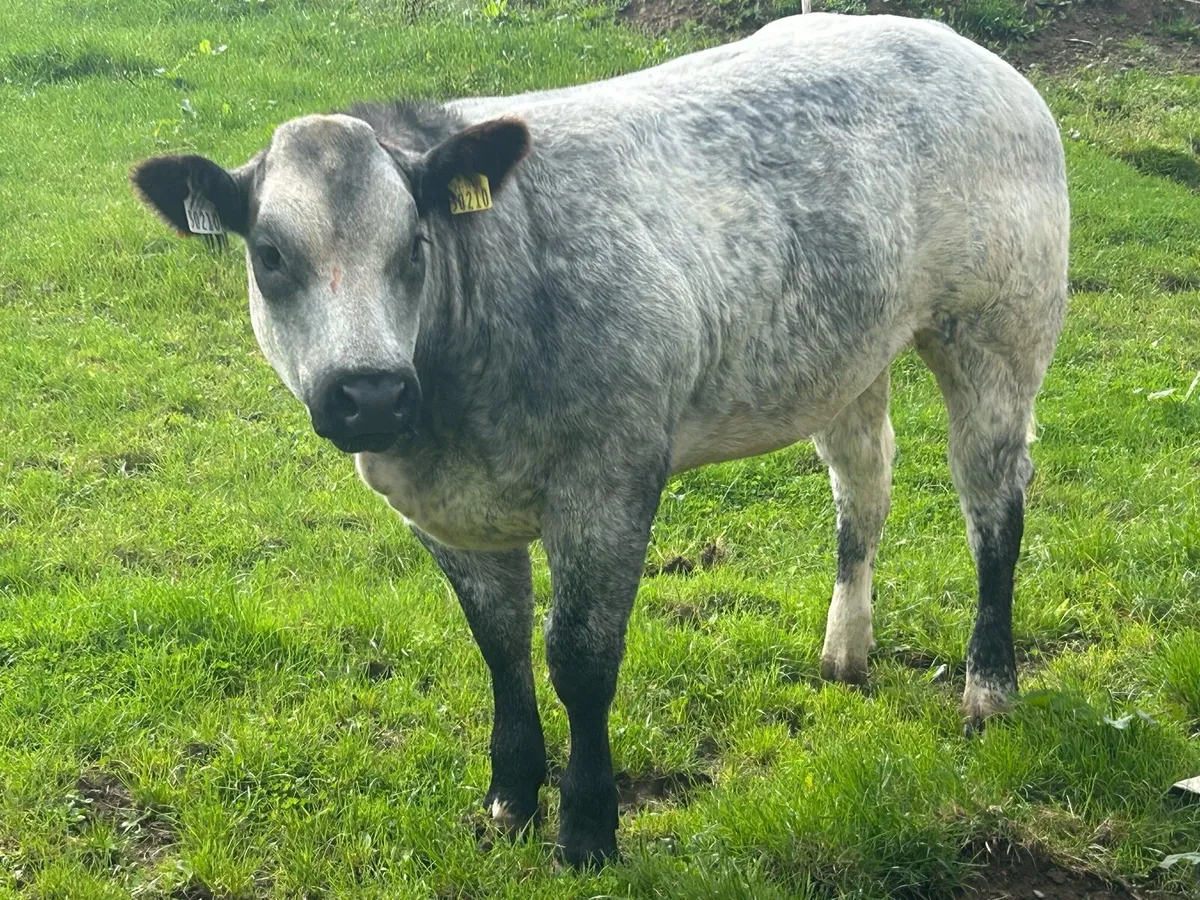 Belgium blue heifers - Image 1