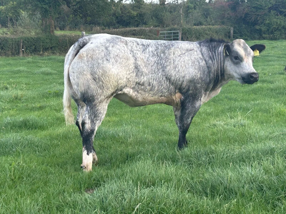Belgium blue heifers - Image 2