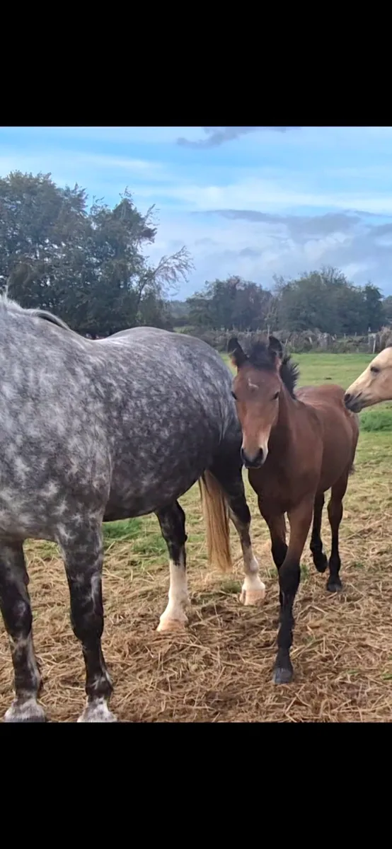 Smashing Colt Foal - Image 2