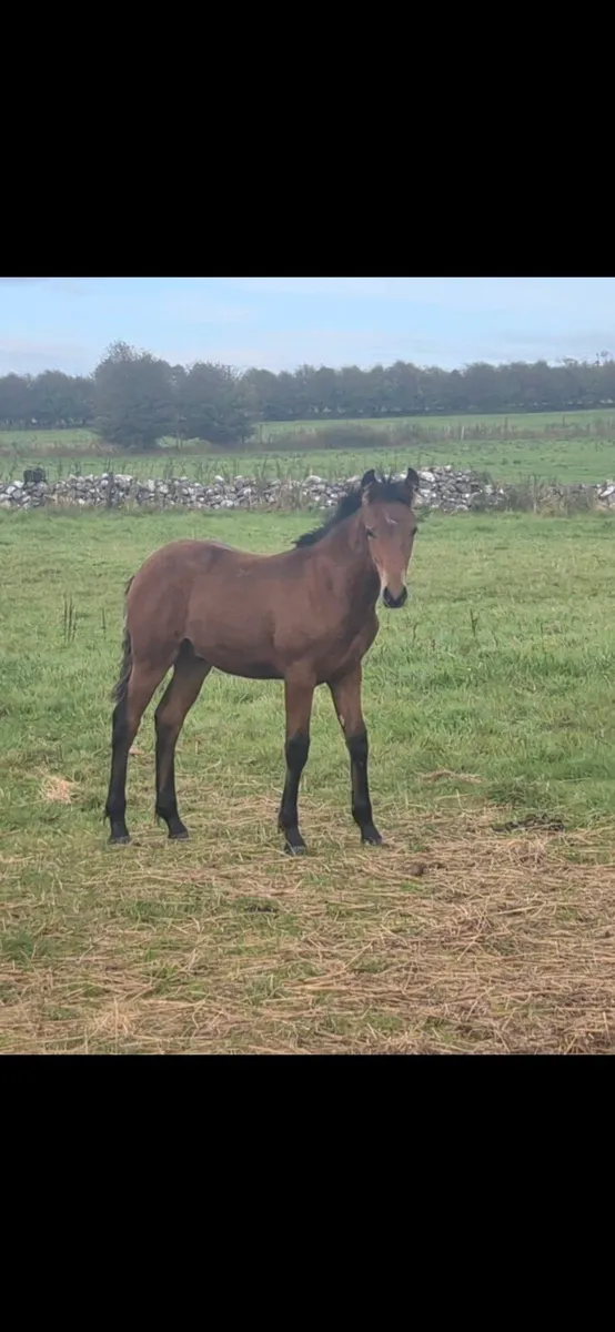 Bog Mac Bobby Colt Foal - Image 2