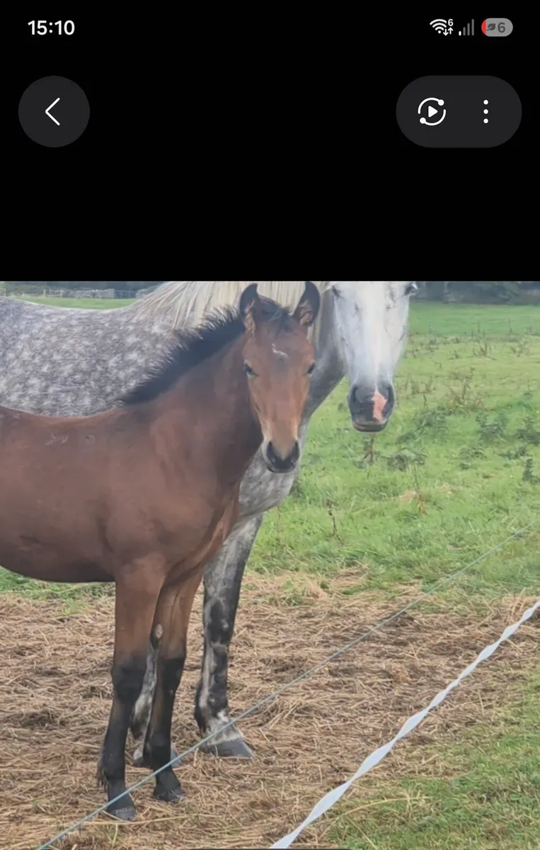 Smashing Colt Foal - Image 3