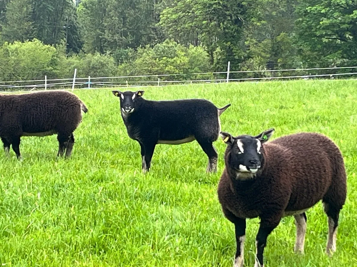 Sheep - Image 1