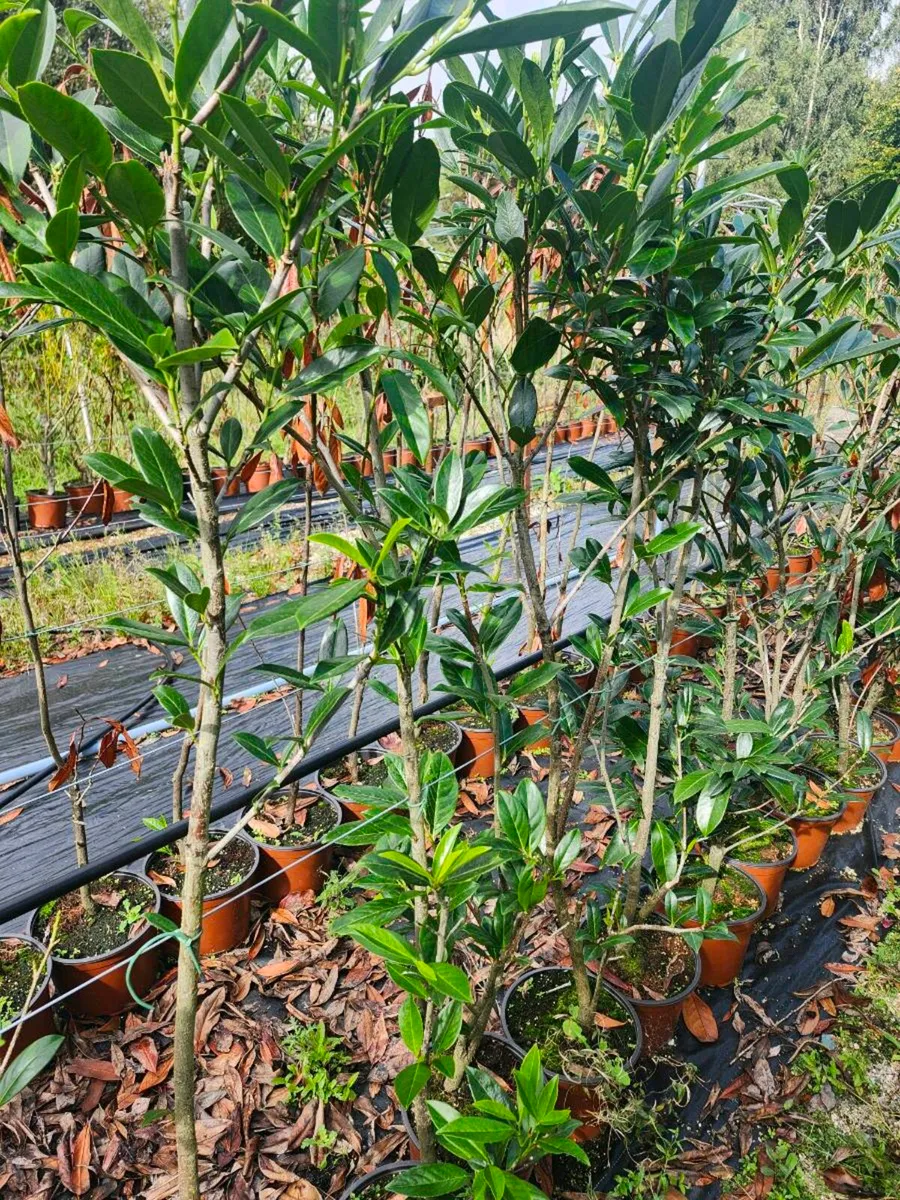 Laurel hedging 4ft - Image 1