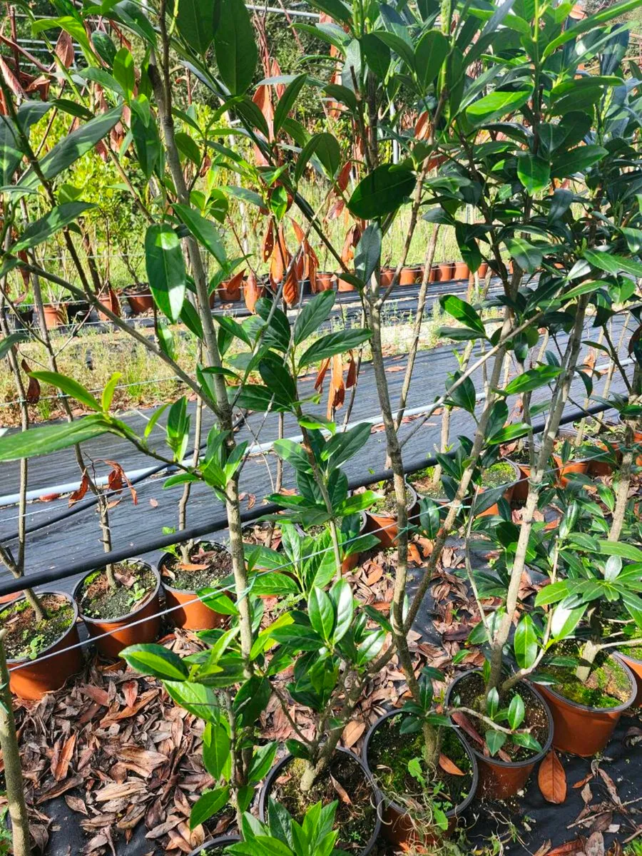 Laurel hedging 4ft - Image 2