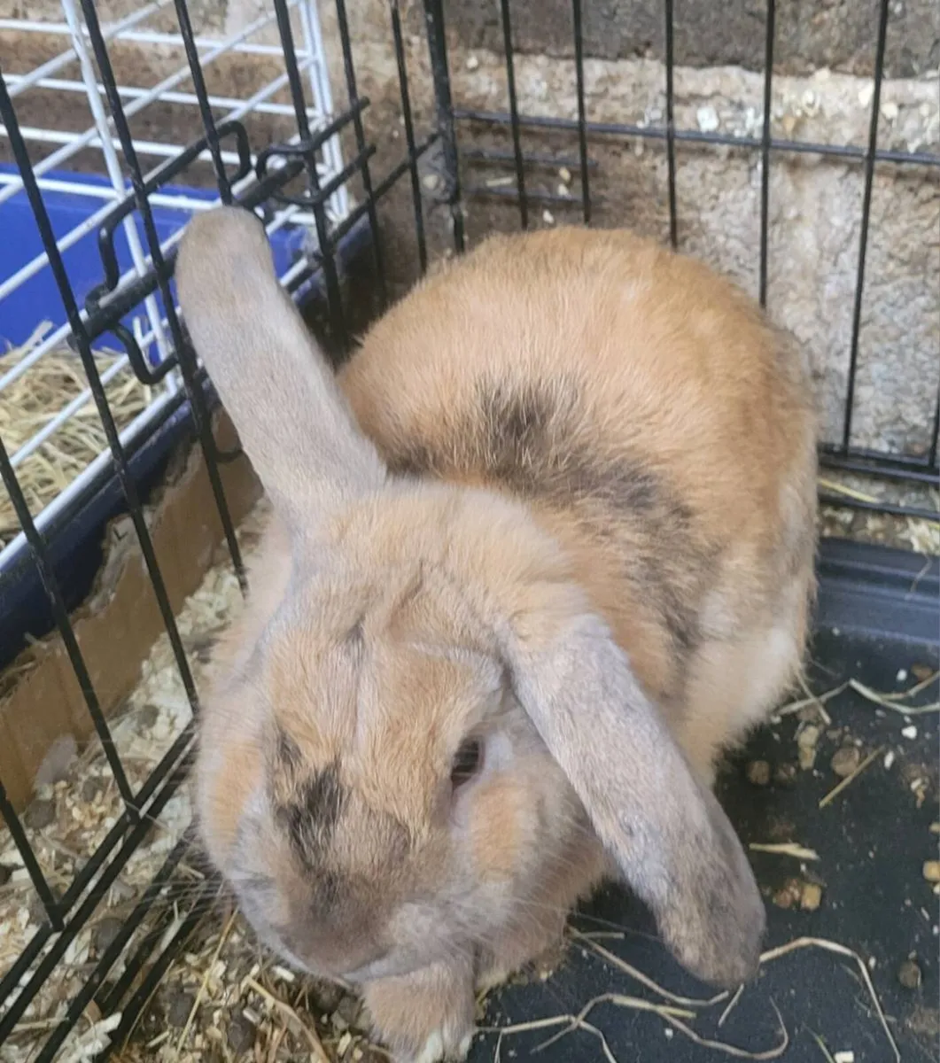 Rabbits-Dwarf - Image 3
