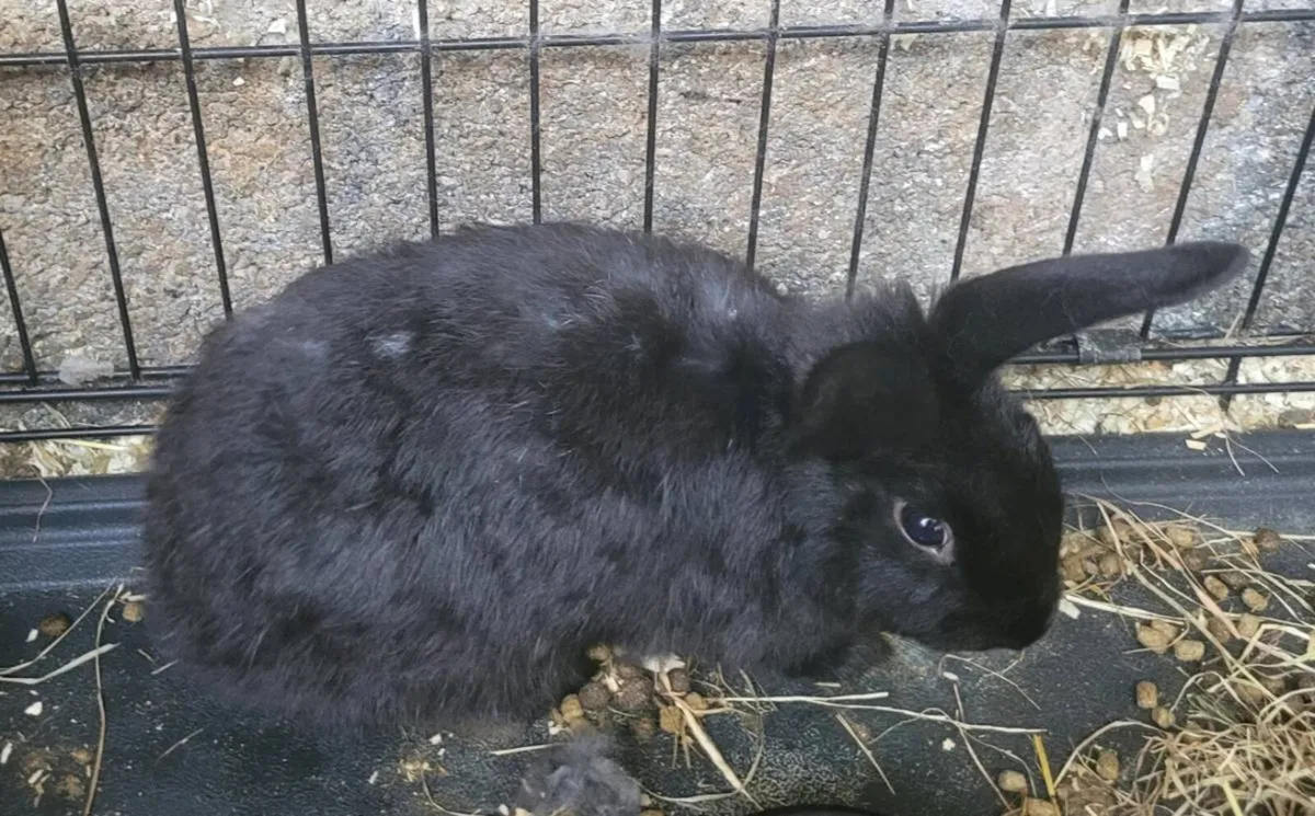 Rabbits-Dwarf - Image 4