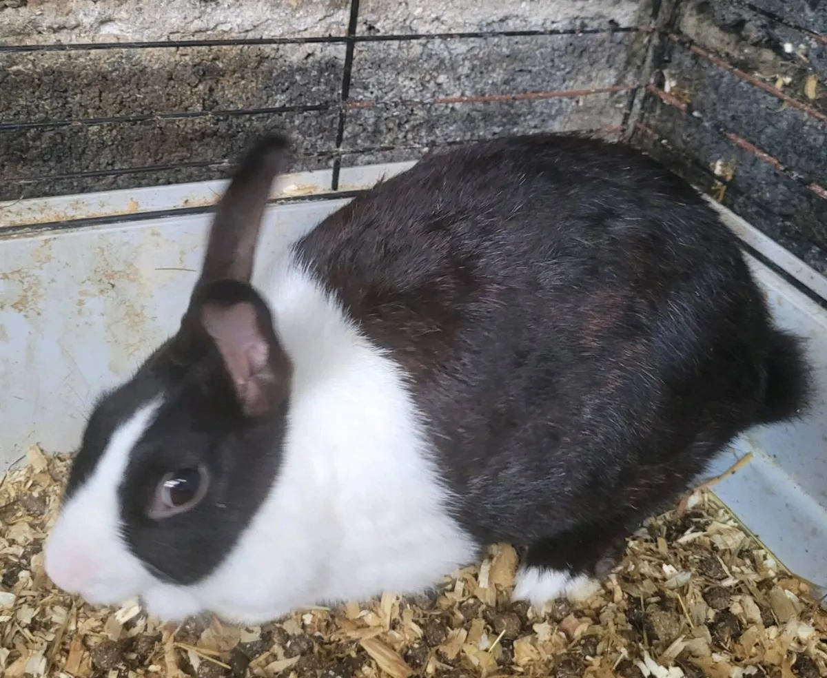 Rabbits-Dwarf - Image 2