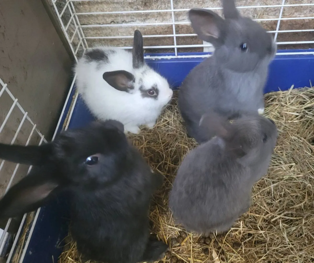 Rabbits-Dwarf - Image 1