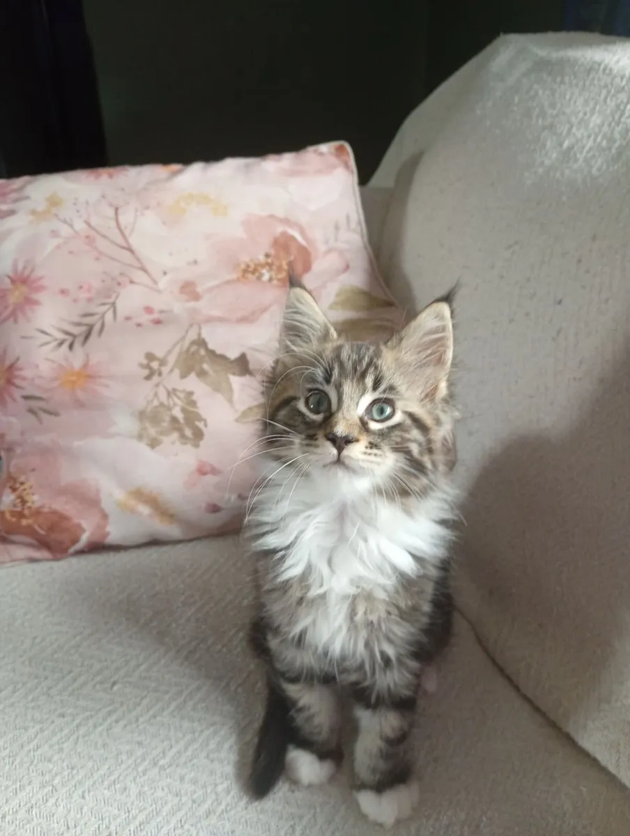 Mainecoon - Image 3