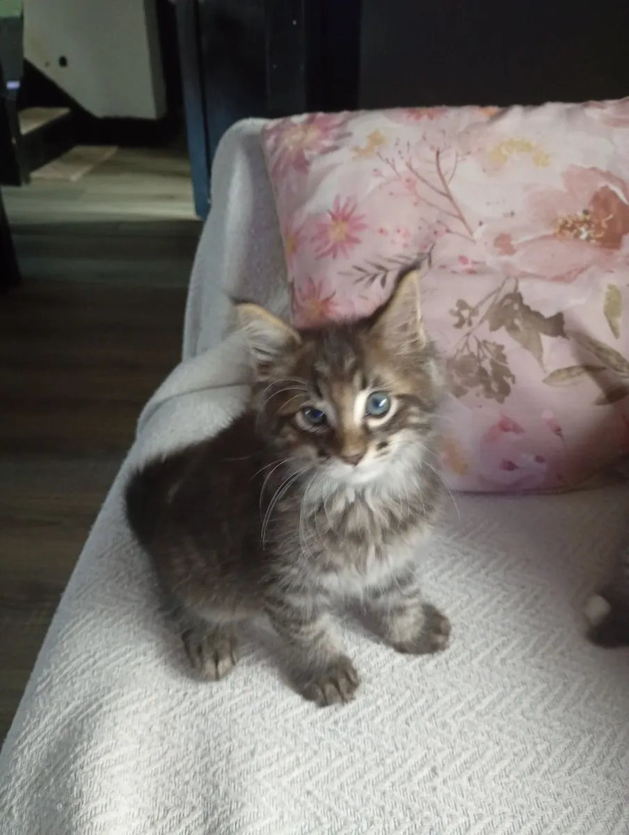 Mainecoon - Image 4