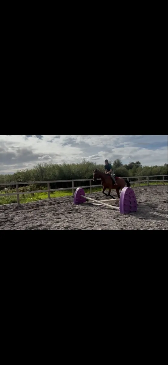 Horse - Image 1