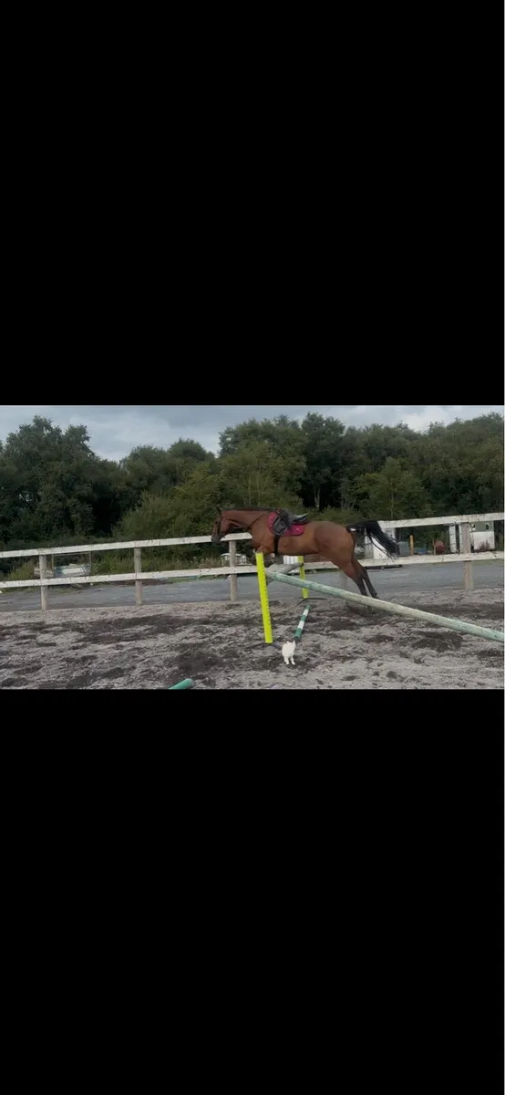 Horse - Image 2