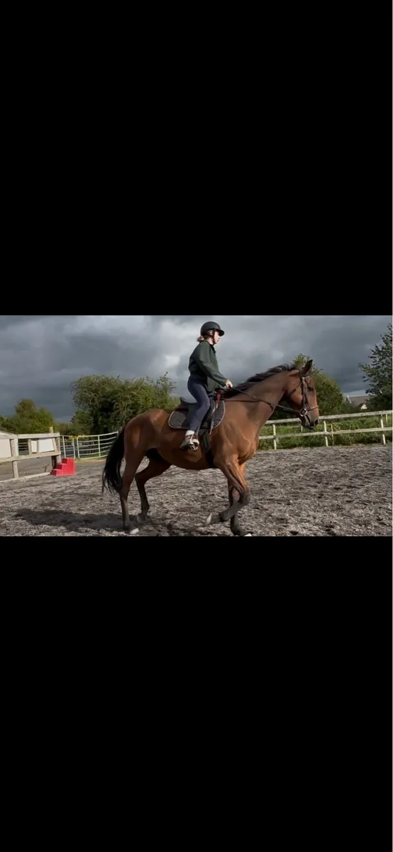 Horse - Image 3