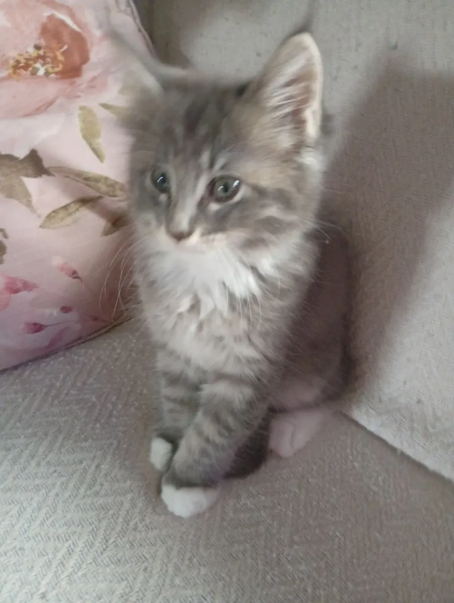 Mainecoon - Image 2