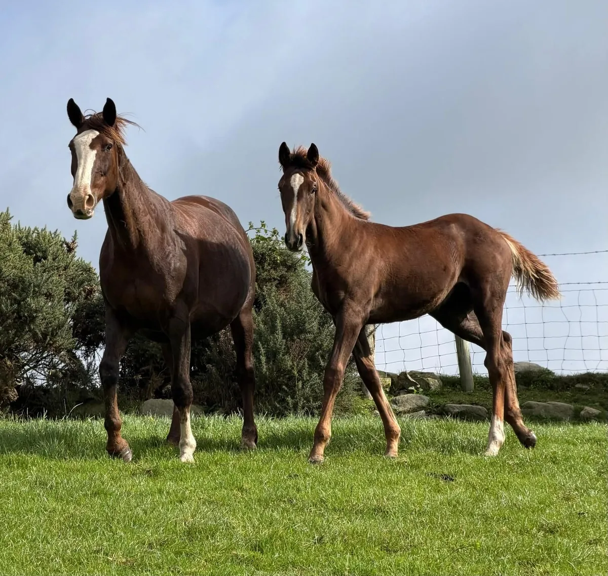 ISH breeding mare and 5 month filly foal - Image 1