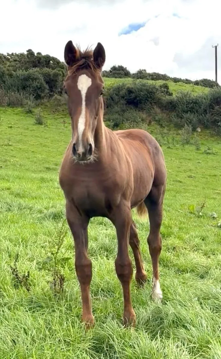 ISH breeding mare and 5 month filly foal - Image 2