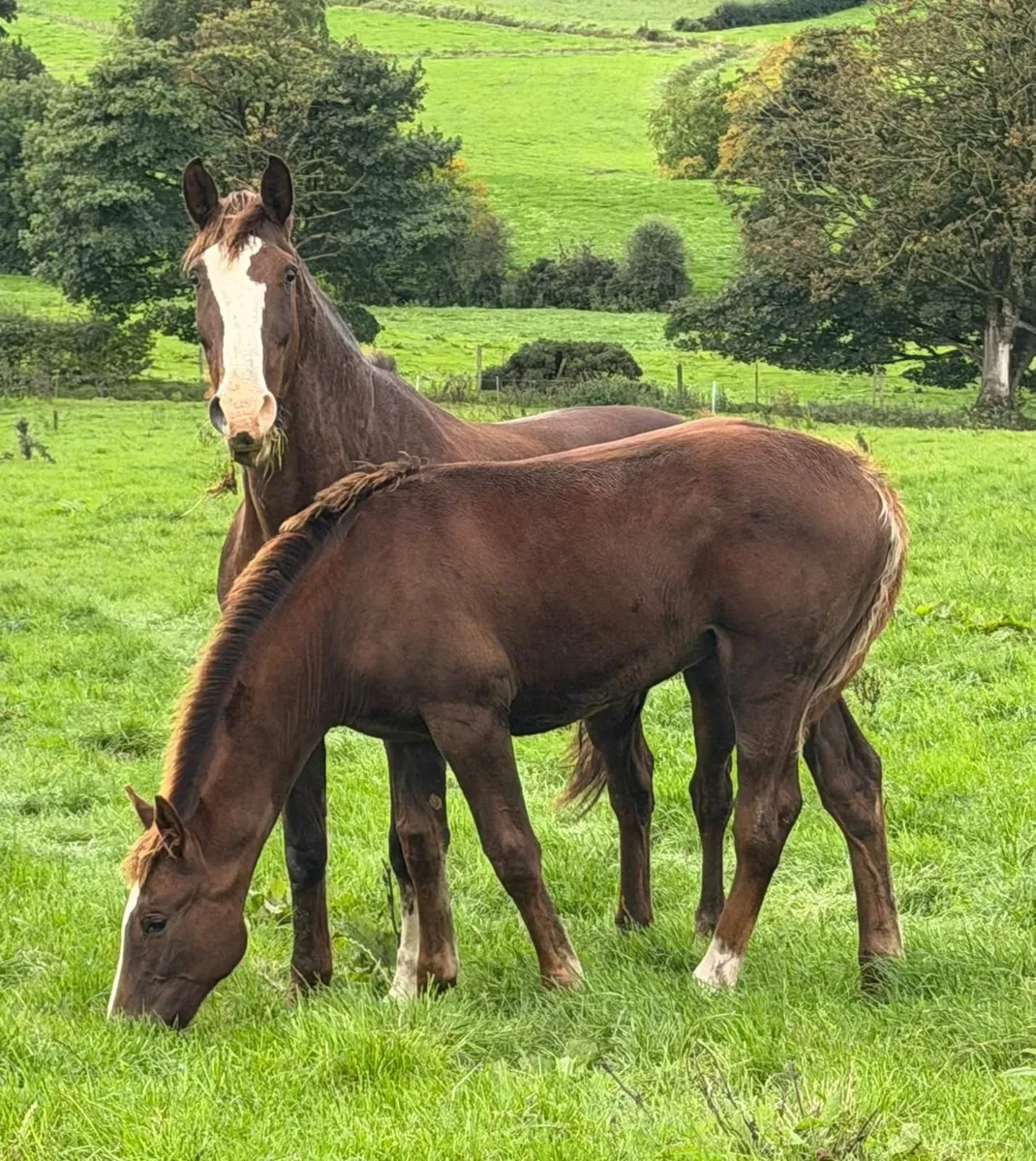 ISH breeding mare and 5 month filly foal - Image 3
