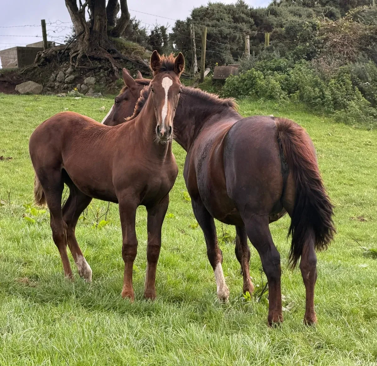 ISH breeding mare and 5 month filly foal - Image 4
