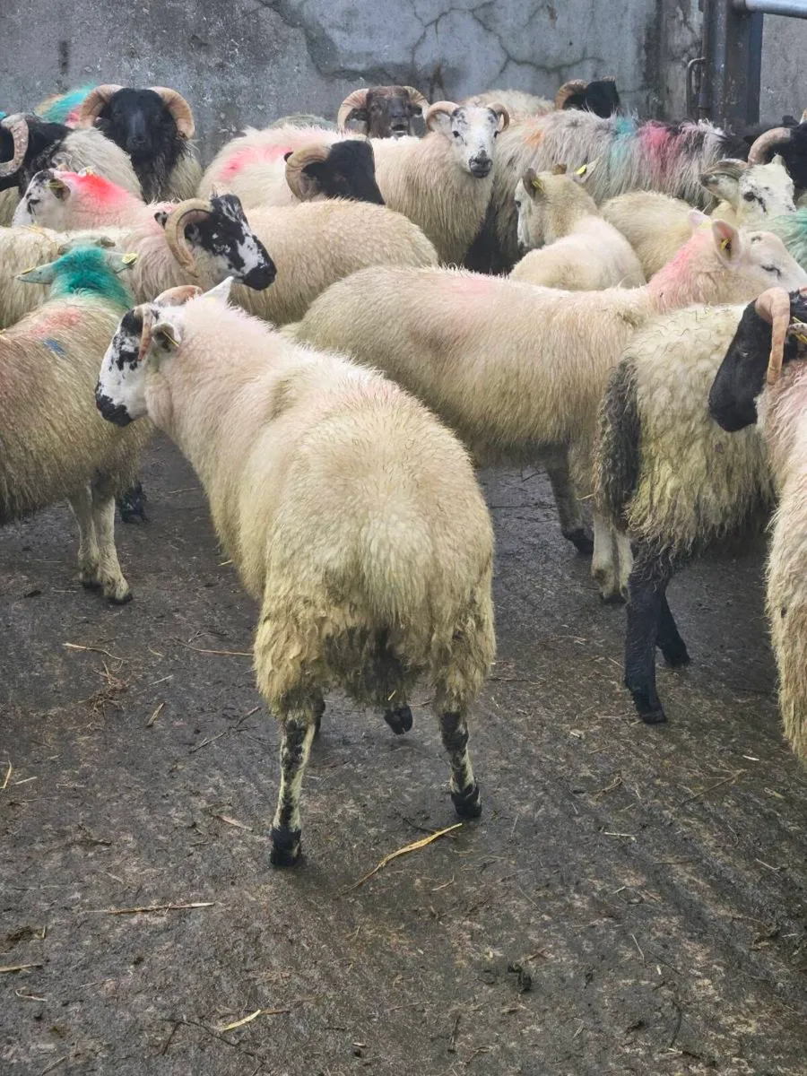 Lambs - Image 4