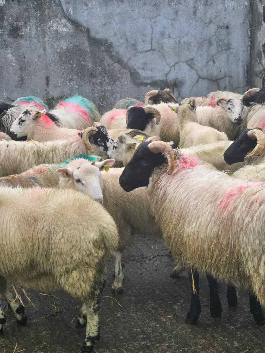 Lambs - Image 1