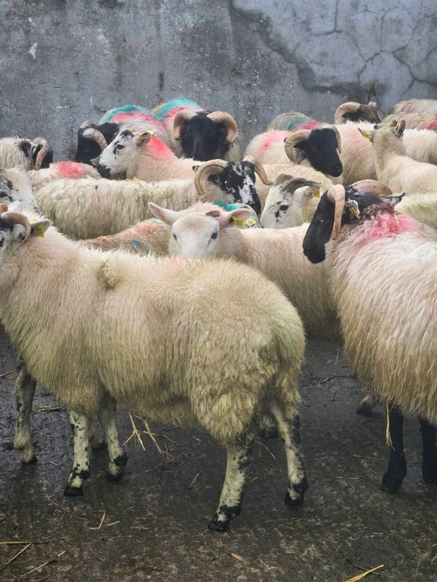 Lambs - Image 2