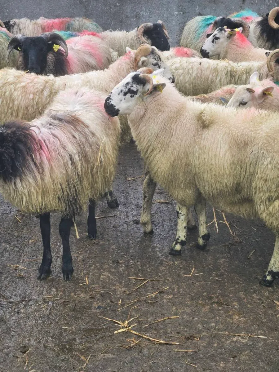 Lambs - Image 3