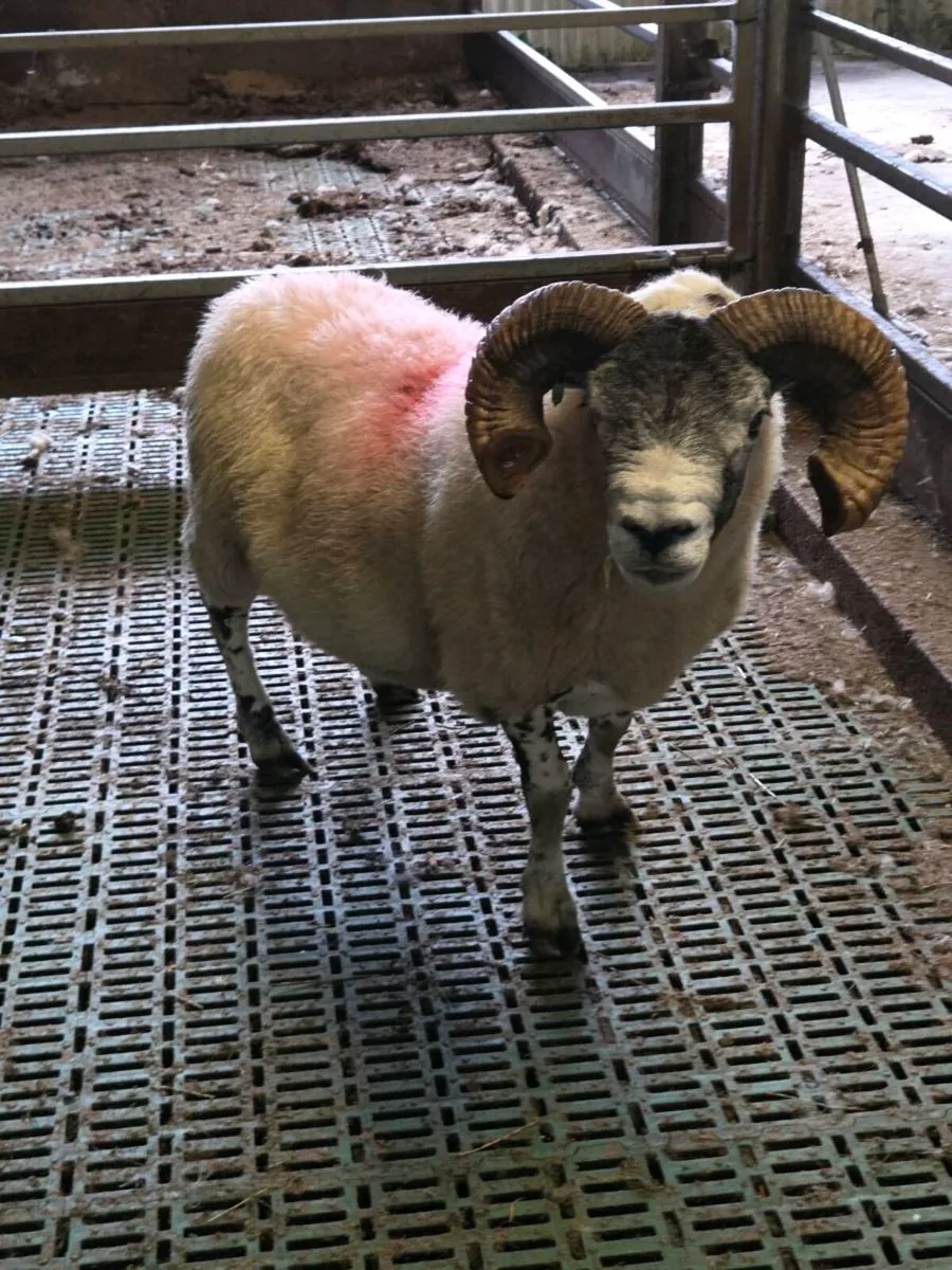 4 year old lanark ram - Image 1