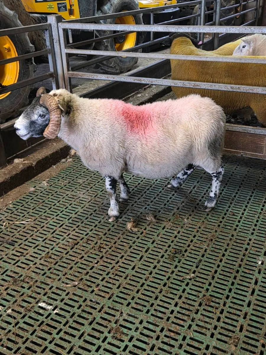 4 year old lanark ram - Image 2