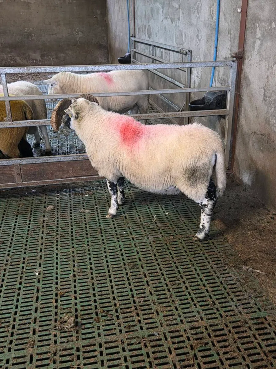 4 year old lanark ram - Image 4