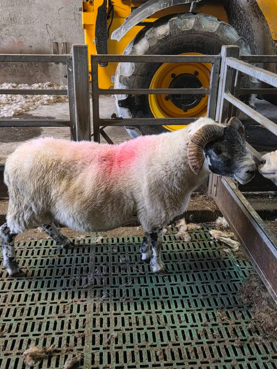 4 year old lanark ram - Image 3