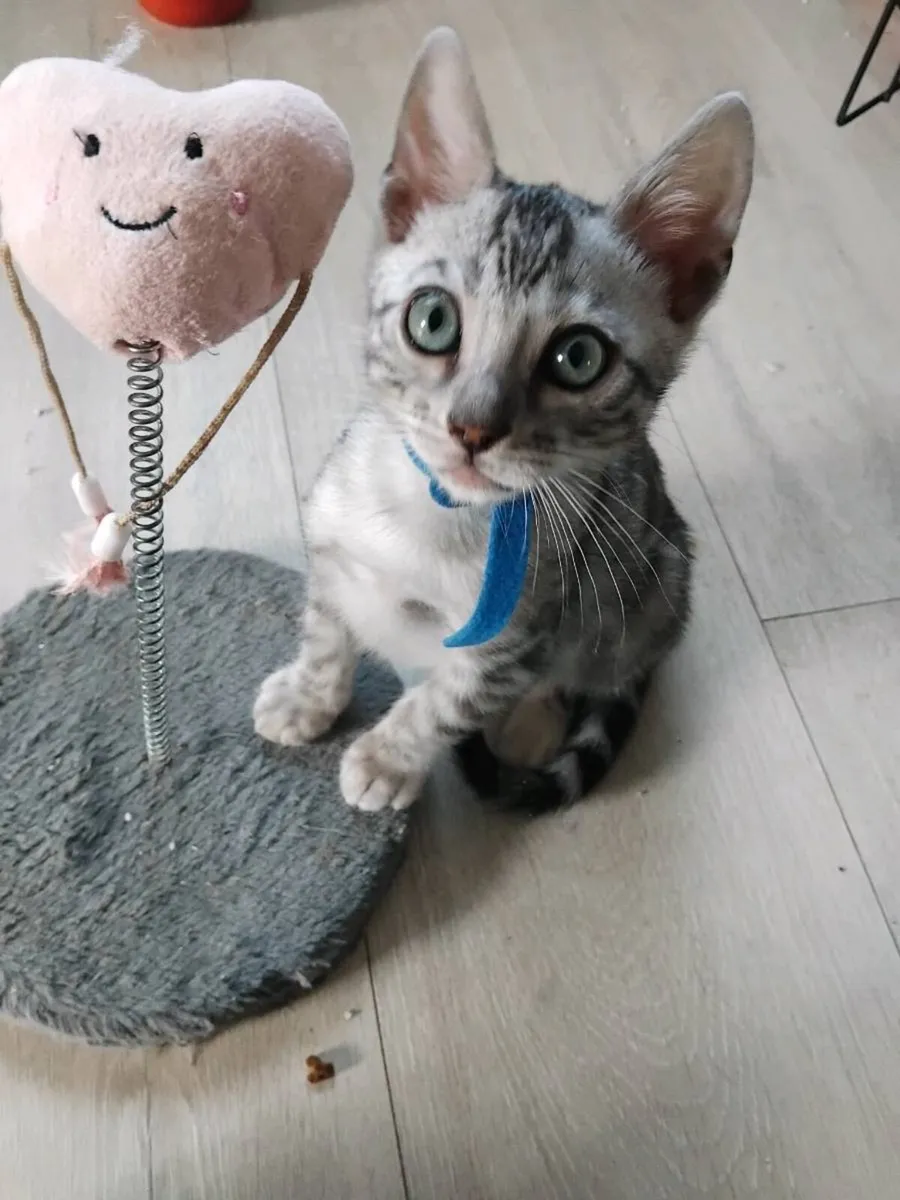 Bengal kittens - Image 1