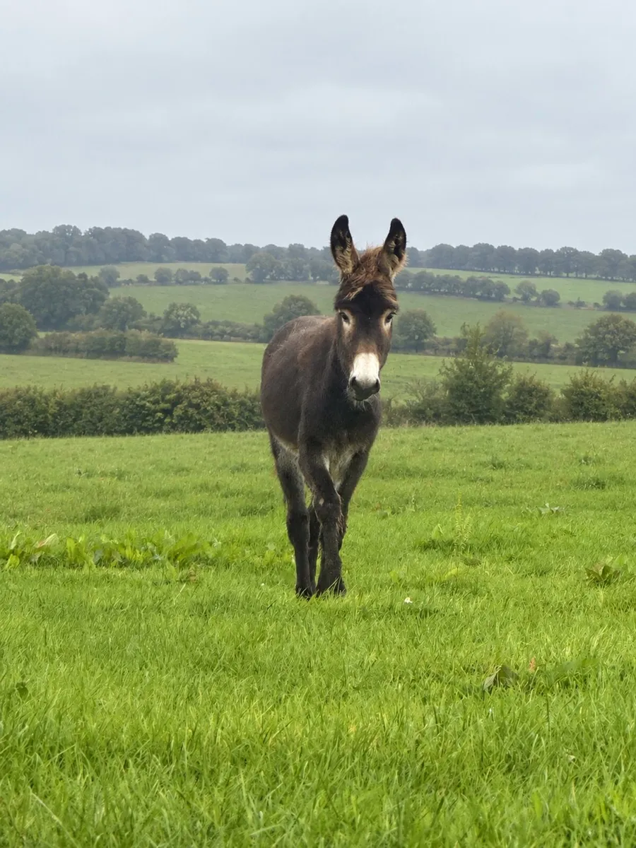 Donkey