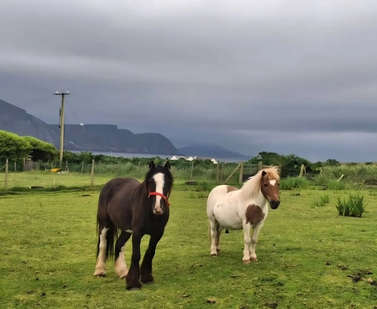 Fantastic Kids Pony - Image 3