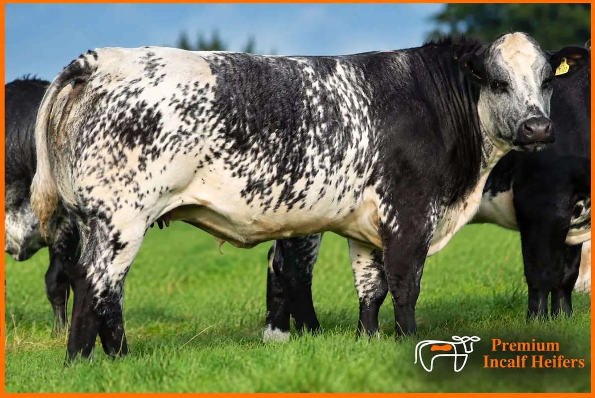 🐮70  Incalf Heifers-16th Oct 7.30pm🐮 - Image 2