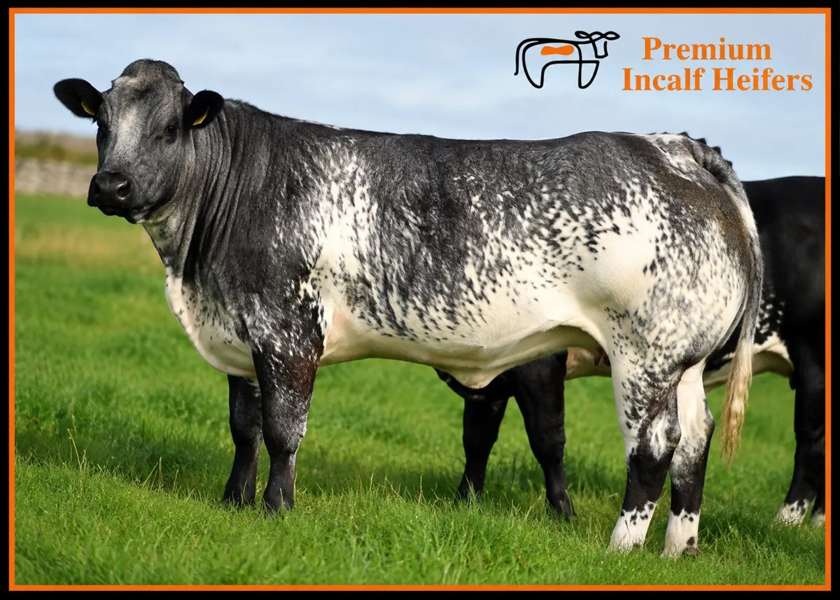 🐮70  Incalf Heifers-16th Oct 7.30pm🐮 - Image 4