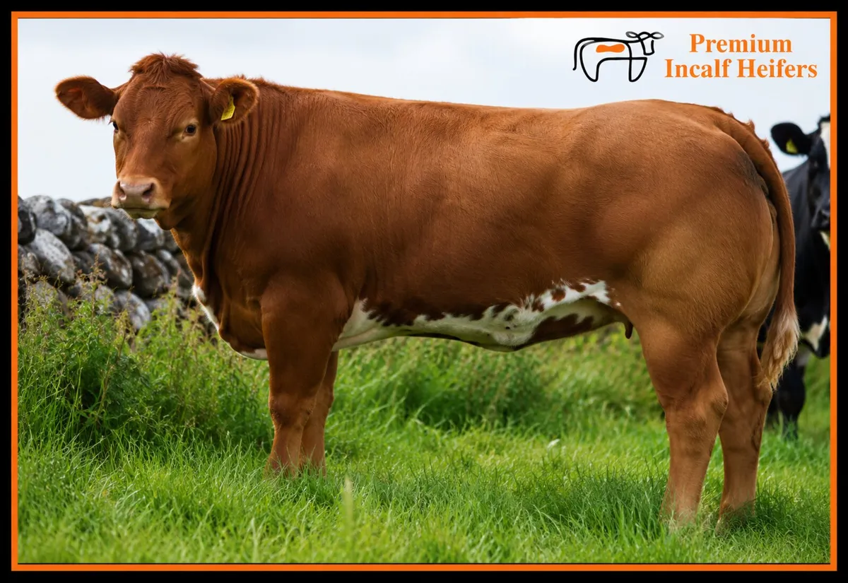 🐮70  Incalf Heifers-16th Oct 7.30pm🐮 - Image 3