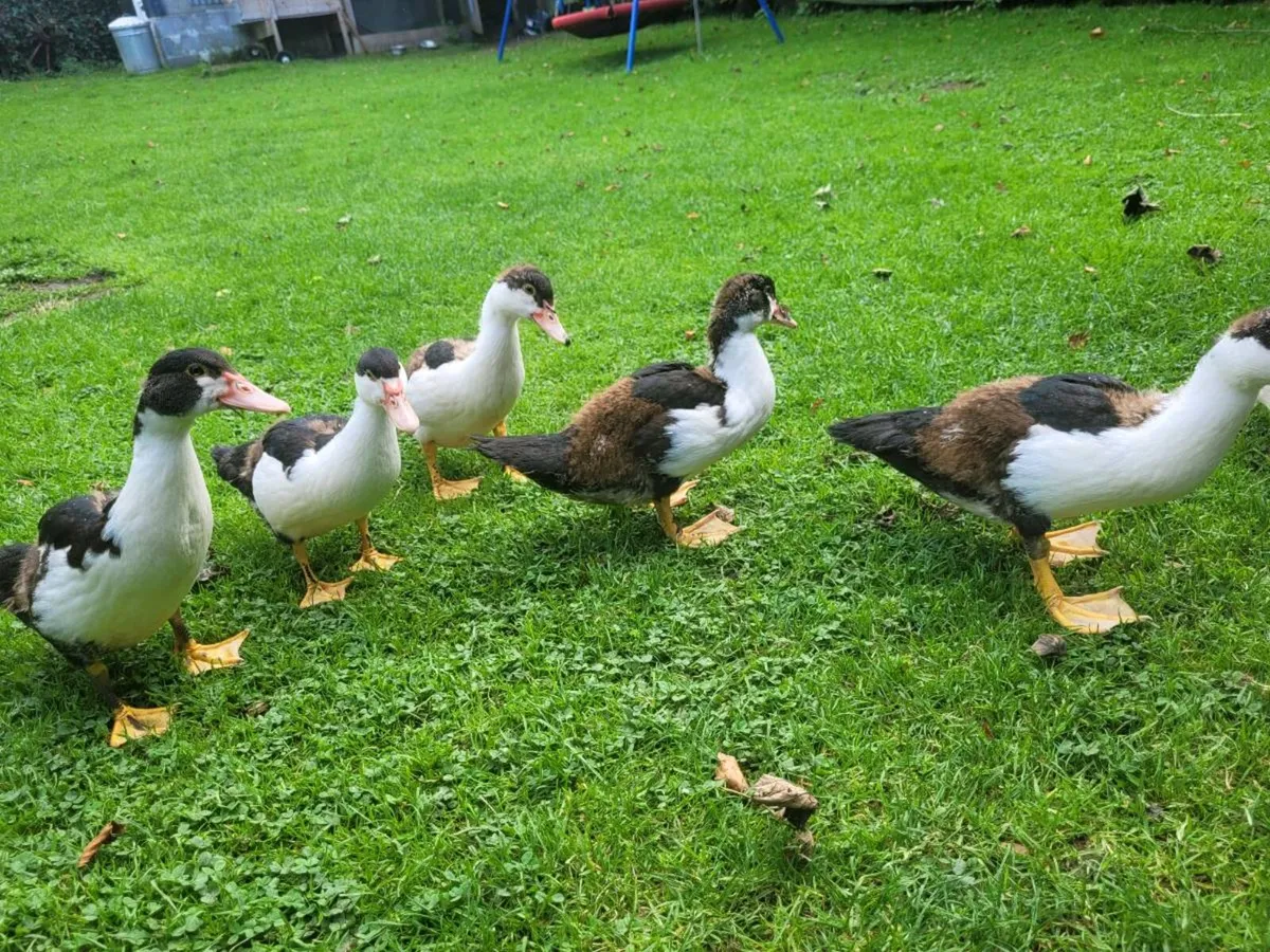 Ducks - Image 1