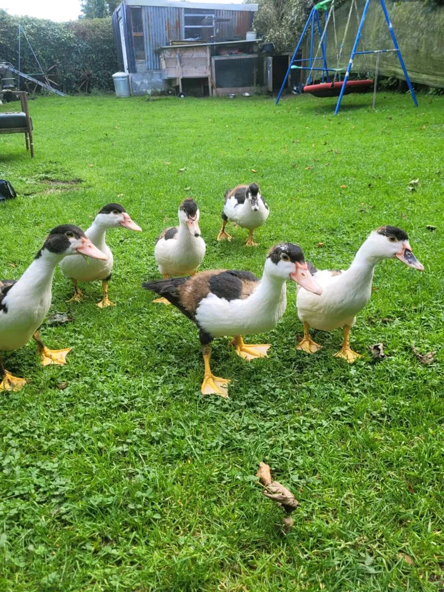 Ducks - Image 2