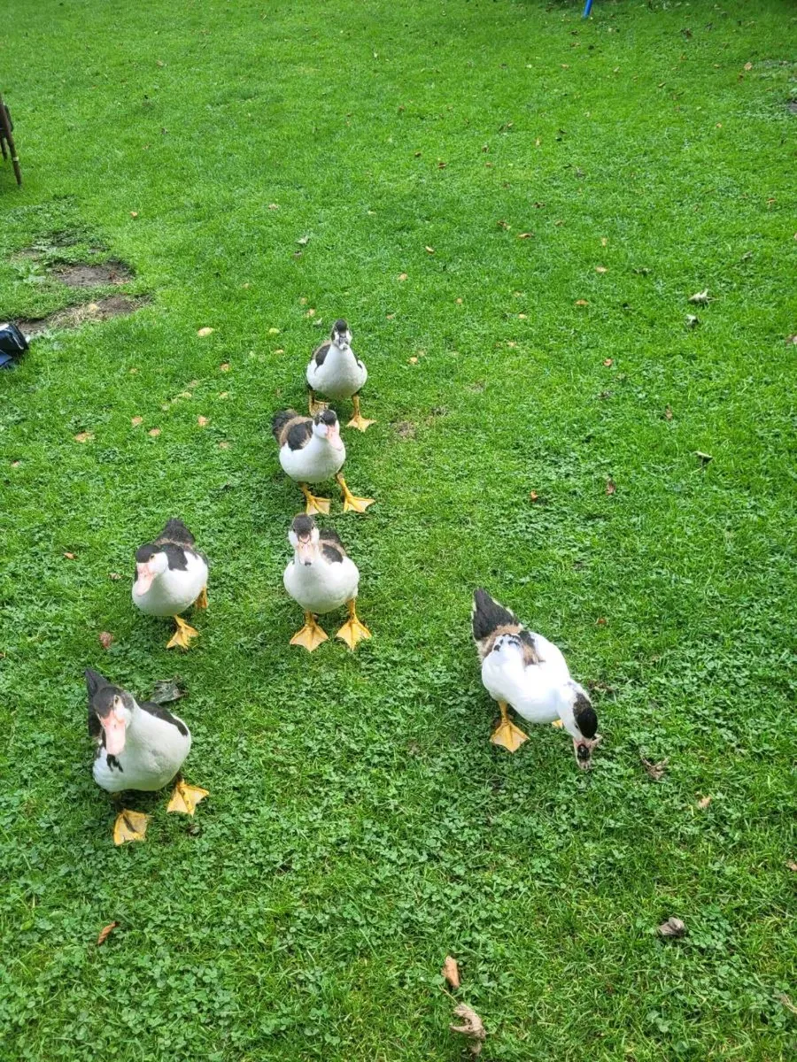 Ducks - Image 3