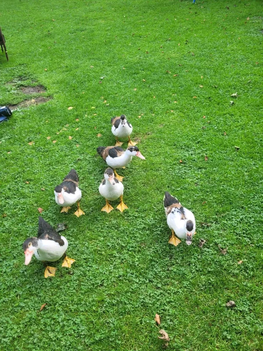 Ducks - Image 4